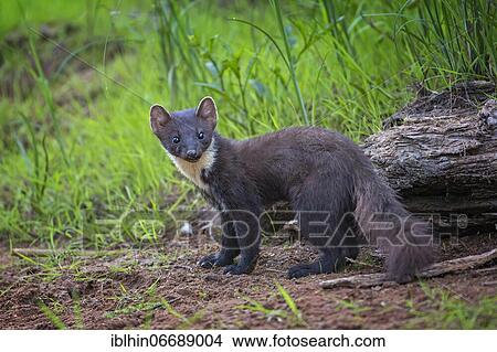 Picture - European pine marten (Martes martes) or pine marten Biosphere Reserve Mittelelbe, Saxony-Anhalt, Germany, Europe. Fotosearch