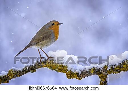 European robin (Erithacus rubecula), Middle Elbe Biosphere Reserve, Saxony-Anhalt, Germany, Europe View Large Photo Image Picture - European robin (Erithacus rubecula), Middle Elbe Biosphere Reserve, Saxony-Anhalt, Germany, Europe. Fotosearch