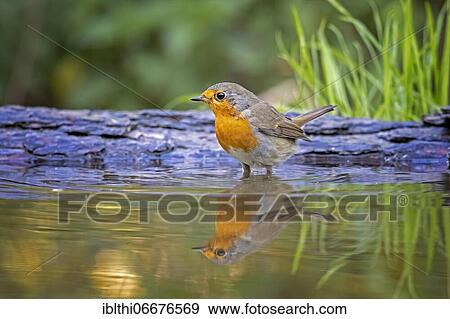 European robin (Erithacus rubecula), bathing, Middle Elbe Biosphere Reserve, Saxony-Anhalt, Germany, Europe View Large Photo Image Stock Photo - European robin (Erithacus rubecula), bathing, Middle Elbe Biosphere Reserve, Saxony-Anhalt, Germany, Europe. Fotosearch