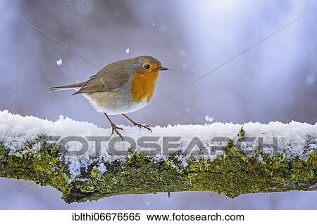 Stock Photography - European robin (Erithacus rubecula), Middle Elbe Biosphere Reserve, Saxony-Anhalt, Germany, Europe. Fotosearch