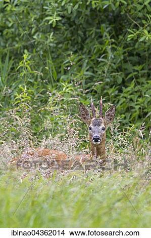 European roe deer (Capreolus capreolus), roebuck, standing in tall grass, Schleswig-Holstein, Germany, Europe View Large Photo Image Picture - European roe deer (Capreolus capreolus), roebuck, standing in tall grass, Schleswig-Holstein, Germany, Europe. Fotosearch