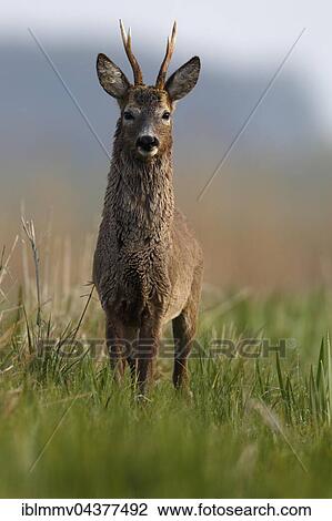 European roe deer (Capreolus capreolus), buck in a meadow, change of coat, winter and summer coat, Nature Park Peental, Mecklenburg-Western Pomerania, Germany, Europe View Large Photo Image Stock Image - European roe deer (Capreolus capreolus), buck in a meadow, change of coat, winter and summer coat, Nature Park Peental, Mecklenburg-Western Pomerania, Germany, Europe. Fotosearch