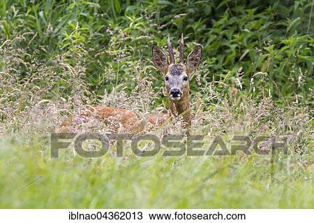 Stock Image - European roe deer (Capreolus capreolus), roebuck, standing in tall grass, Schleswig-Holstein, Germany, Europe. Fotosearch
