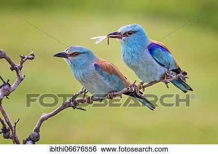 European roller (Coracias garrulus) Pair courting, bridal gift, Kiskunsag National Park, Hungary, Europe View Large Photo Image Stock Photograph - European roller (Coracias garrulus) Pair courting, bridal gift, Kiskunsag National Park, Hungary, Europe. Fotosearch