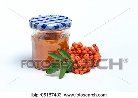 European rowan ( Sorbus aucuparia) rowanberry jam View Large Photo Image Stock Image - European rowan ( Sorbus aucuparia) rowanberry jam. Fotosearch