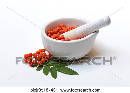 European rowann ( Sorbus aucuparia) in friction cup View Large Photo Image Stock Image - European rowann ( Sorbus aucuparia) in friction cup. Fotosearch