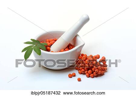 Stock Image - European rowann ( Sorbus aucuparia) in friction cup. Fotosearch