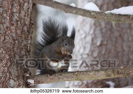 European squirrel, Sciurus vulgaris, Switzerland, Europe View Large Photo Image Stock Photo - European squirrel, Sciurus vulgaris, Switzerland, Europe. Fotosearch