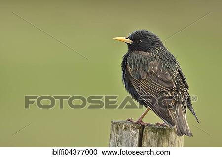 European starling (Sturnus vulgaris) sitting on pole, nuptial plumage, Texel, North Holland, Holland, Netherlands View Large Photo Image Stock Image - European starling (Sturnus vulgaris) sitting on pole, nuptial plumage, Texel, North Holland, Holland, Netherlands. Fotosearch