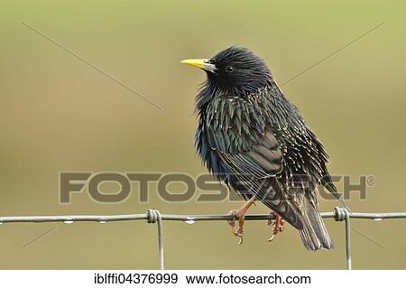 European starling (Sturnus vulgaris) sitting on wire fence, nuptial plumage, Texel, North Holland, Holland, Netherlands View Large Photo Image Stock Photo - European starling (Sturnus vulgaris) sitting on wire fence, nuptial plumage, Texel, North Holland, Holland, Netherlands. Fotosearch