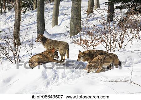 European wolf, Bavarian Forest National Park, Germany, Europe View Large Photo Image Stock Photo - European wolf, Bavarian Forest National Park, Germany, Europe. Fotosearch