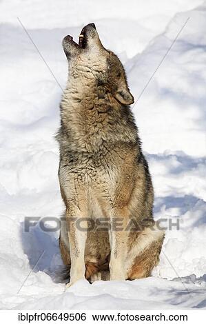 European wolf, Bavarian Forest National Park, Germany, Europe View Large Photo Image Stock Photograph - European wolf, Bavarian Forest National Park, Germany, Europe. Fotosearch