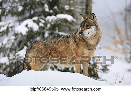 European wolf, Bavarian Forest National Park, Germany, Europe View Large Photo Image Stock Photography - European wolf, Bavarian Forest National Park, Germany, Europe. Fotosearch