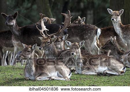 Fallow Deer (Dama dama), male and females, captive, Rhineland-Palatinate, Germany, Europe View Large Photo Image Stock Photograph - Fallow Deer (Dama dama), male and females, captive, Rhineland-Palatinate, Germany, Europe. Fotosearch