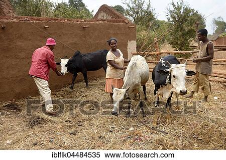 Farmers, family with cows, Analakely village, Tanambao commune, Tsiroanomandidy district, Bongolava region, Madagascar, Africa View Large Photo Image Stock Photography - Farmers, family with cows, Analakely village, Tanambao commune, Tsiroanomandidy district, Bongolava region, Madagascar, Africa. Fotosearch