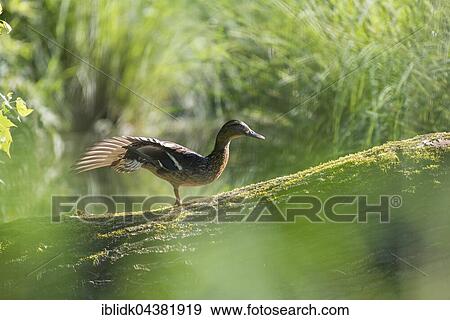 Female mallard (Anas platyrhynchos) on tree trunk, marshland, Petite Camargue Alsacienne, Saint-Louis, France, Europe View Large Photo Image Stock Photo - Female mallard (Anas platyrhynchos) on tree trunk, marshland, Petite Camargue Alsacienne, Saint-Louis, France, Europe. Fotosearch