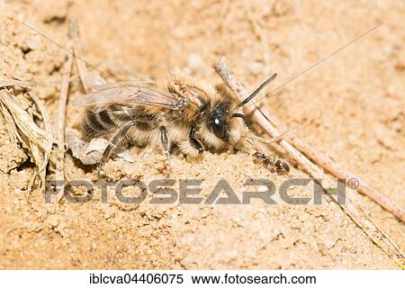 Female plasterer bee, polyester bee, (Colletes cunicularius) and Red Forest Chickadee (Formica rufa) on sandy soil, Lueneburg Heath, Lower Saxony, Germany, Europe View Large Photo Image Stock Photography - Female plasterer bee, polyester bee, (Colletes cunicularius) and Red Forest Chickadee (Formica rufa) on sandy soil, Lueneburg Heath, Lower Saxony, Germany, Europe. Fotosearch