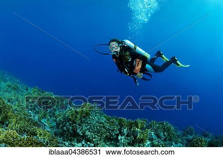 Stock Image - Female scuba diver over coral reef, Red sea, Egypt, Africa. Fotosearch