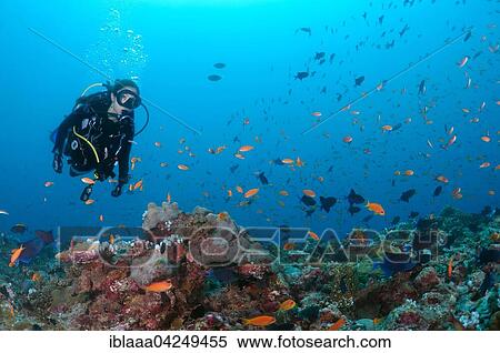 Female scuba diver swimming over coral reef and looking at a flock of brightly colored fish, Indian Ocean, Maldives, Asia View Large Photo Image Stock Photography - Female scuba diver swimming over coral reef and looking at a flock of brightly colored fish, Indian Ocean, Maldives, Asia. Fotosearch
