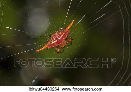Picture - Female stirrup shell (Gasteracantha versicolor) in the rainforest, Andasibe National Park, Madagascar, Africa. Fotosearch