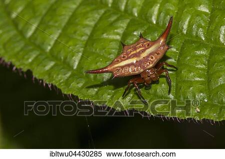 Stock Photography - Female stirrup shell (Gasteracantha versicolor) in the rainforest, Andasibe National Park, Madagascar, Africa. Fotosearch