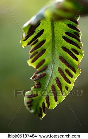Picture - Fern, Sori on the underside of fern frond, Asplenium scolopendrium, Phyllitis scolopendrium, spores, sporangia. Fotosearch