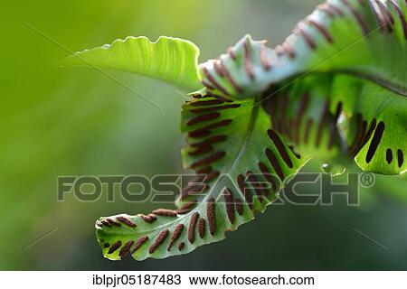 Fern, Sori on the underside of fern frond, Asplenium scolopendrium, Phyllitis scolopendrium, spores, sporangia View Large Photo Image Stock Image - Fern, Sori on the underside of fern frond, Asplenium scolopendrium, Phyllitis scolopendrium, spores, sporangia. Fotosearch