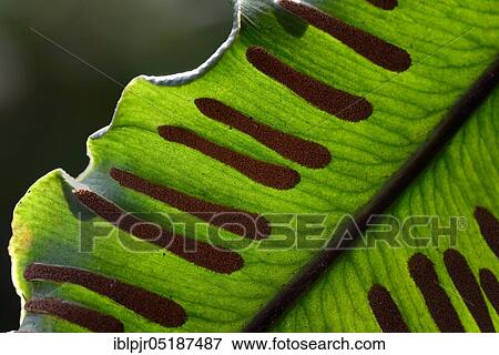 Fern, Sori on the underside of fern frond, Asplenium scolopendrium, Phyllitis scolopendrium, spores, sporangia View Large Photo Image Stock Photo - Fern, Sori on the underside of fern frond, Asplenium scolopendrium, Phyllitis scolopendrium, spores, sporangia. Fotosearch