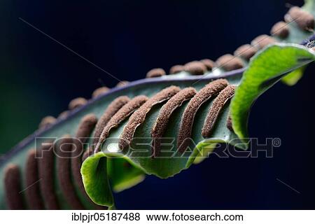 Stock Photo - Fern, Sori on the underside of fern frond, Asplenium scolopendrium, Phyllitis scolopendrium, spores, sporangia. Fotosearch