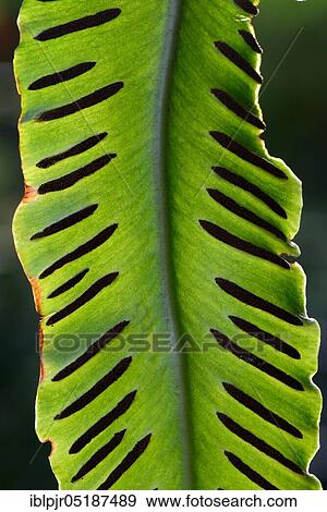 Stock Photo - Fern, Sori on the underside of fern frond, Asplenium scolopendrium, Phyllitis scolopendrium, spores, sporangia. Fotosearch
