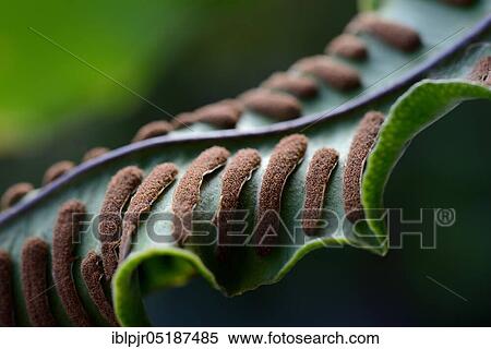 Stock Photography - Fern, Sori on the underside of fern frond, Asplenium scolopendrium, Phyllitis scolopendrium, spores, sporangia. Fotosearch