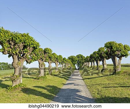 Feston avenue, common lime tree, lime tree avenue near Bothmer Castle, Klützer angle, Mecklenburg-Western Pomerania, Germany, Europe View Large Photo Image Stock Photo - Feston avenue, common lime tree, lime tree avenue near Bothmer Castle, Klützer angle, Mecklenburg-Western Pomerania, Germany, Europe. Fotosearch