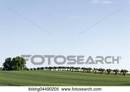 Stock Photography - Feston avenue, hollandaise lime tree avenue at Schloss Bothmer, Klützer Winkel, Mecklenburg-Western Pomerania, Germany, Europe. Fotosearch