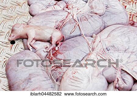 Fetus of a boar (Sus scrofa) on intestines, Baden-Württemberg, Germany, Europe View Large Photo Image Stock Image - Fetus of a boar (Sus scrofa) on intestines, Baden-Württemberg, Germany, Europe. Fotosearch