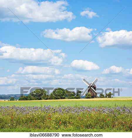 Field landscape with flower strips and windmill in the Magdeburger Börde, Dieckmann Mill, Wulferstedt, Saxony-Anhalt, Germany, Europe View Large Photo Image Stock Image - Field landscape with flower strips and windmill in the Magdeburger Börde, Dieckmann Mill, Wulferstedt, Saxony-Anhalt, Germany, Europe. Fotosearch