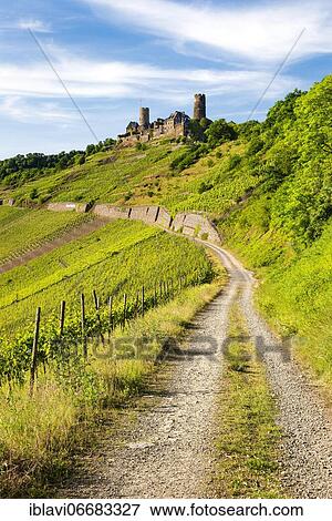 Field path through vineyard leads to Thurant Castle in Moselle Valley, Alken, Untermosel, Rhineland-Palatinate, Germany, Europe View Large Photo Image Stock Photo - Field path through vineyard leads to Thurant Castle in Moselle Valley, Alken, Untermosel, Rhineland-Palatinate, Germany, Europe. Fotosearch