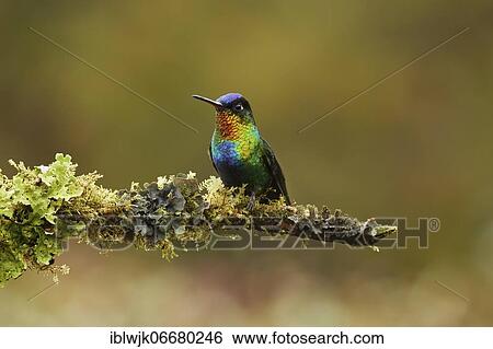 Fiery-throated hummingbird (Panterpe insignis) sitting on a branch, Pacific Rainforest, Costa Rica, Central America View Large Photo Image Stock Photograph - Fiery-throated hummingbird (Panterpe insignis) sitting on a branch, Pacific Rainforest, Costa Rica, Central America. Fotosearch