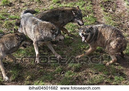 Fighting Wolves (Canis lupus) Wolf Pack, captive, Rhineland-Palatinate, Germany, Europe View Large Photo Image Stock Image - Fighting Wolves (Canis lupus) Wolf Pack, captive, Rhineland-Palatinate, Germany, Europe. Fotosearch