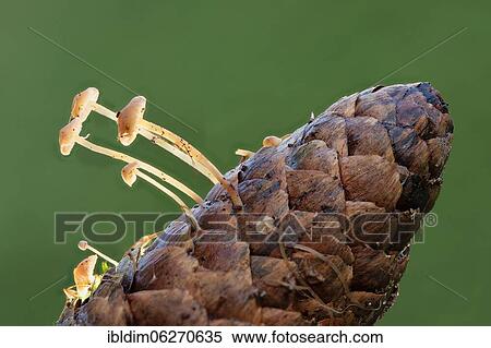 Stock Photography - Fir cone on which mushrooms grow, helminths (Mycena), North Rhine-Westphalia, Germany, Europe. Fotosearch