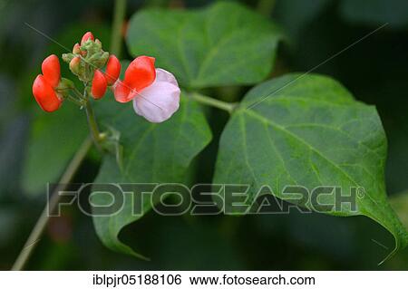 Stock Photograph - Fire bean, variety Painted Lady, Phaseolus coccineus. Fotosearch