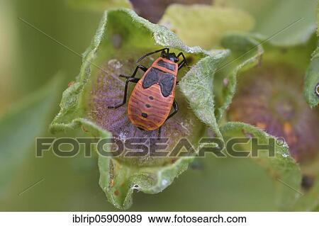 Firebug (Pyrrhocoris apterus), nymph, Germany, Europe View Large Photo Image Stock Photo - Firebug (Pyrrhocoris apterus), nymph, Germany, Europe. Fotosearch