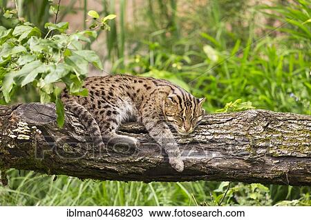 Fishing cat (Prionailurus viverrinus) lying on tree trunk, captive, Germany, Europe View Large Photo Image Stock Image - Fishing cat (Prionailurus viverrinus) lying on tree trunk, captive, Germany, Europe. Fotosearch
