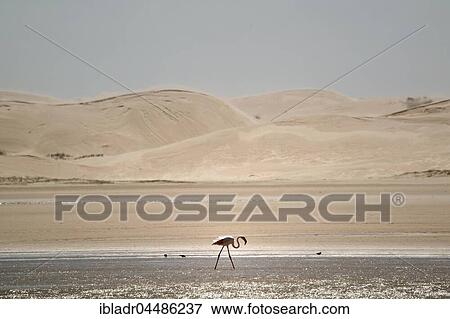 Flamingo (Phoenicopterus roseus) in the water in front of sand dunes, Colchester, South Africa, Africa View Large Photo Image Stock Photo - Flamingo (Phoenicopterus roseus) in the water in front of sand dunes, Colchester, South Africa, Africa. Fotosearch