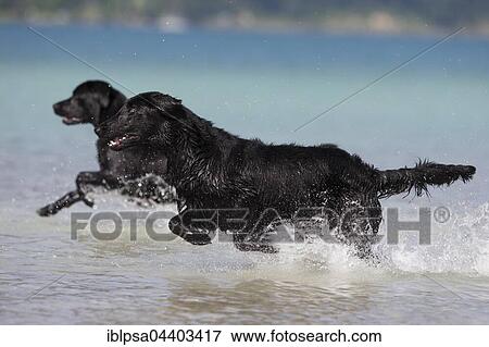 Flat-Coated Retriever and Labrador, black, running through water, Tyrol, Austria, Europe View Large Photo Image Stock Photo - Flat-Coated Retriever and Labrador, black, running through water, Tyrol, Austria, Europe. Fotosearch