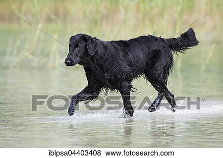 Flat-Coated Retriever, black, running through water in front of reeds, Tyrol, Austria, Europe View Large Photo Image Stock Photo - Flat-Coated Retriever, black, running through water in front of reeds, Tyrol, Austria, Europe. Fotosearch