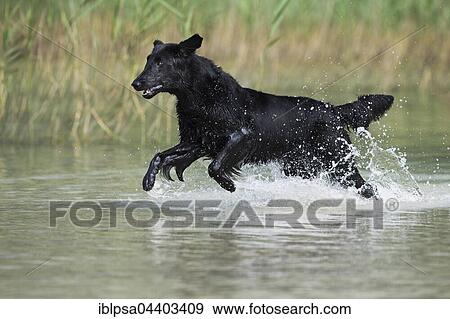 Flat-Coated Retriever, black, running through water in front of reeds, Tyrol, Austria, Europe View Large Photo Image Stock Photo - Flat-Coated Retriever, black, running through water in front of reeds, Tyrol, Austria, Europe. Fotosearch