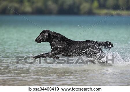 Flat-Coated Retriever, black, running through water, Tyrol, Austria, Europe View Large Photo Image Stock Photo - Flat-Coated Retriever, black, running through water, Tyrol, Austria, Europe. Fotosearch