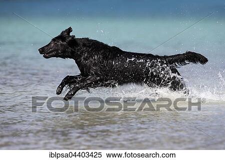 Stock Photography - Flat-Coated Retriever, black, running through water, Tyrol, Austria, Europe. Fotosearch