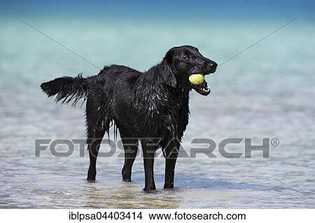 Picture - Flat-Coated Retriever, black, standing in water and chewing on tennis ball, Tyrol, Austria, Europe. Fotosearch