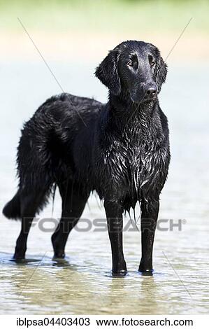 Flat-Coated Retriever, black, standing in water, Tyrol, Austria, Europe View Large Photo Image Stock Image - Flat-Coated Retriever, black, standing in water, Tyrol, Austria, Europe. Fotosearch